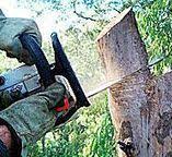 Trusted Kahului, HI Tree Care Experts