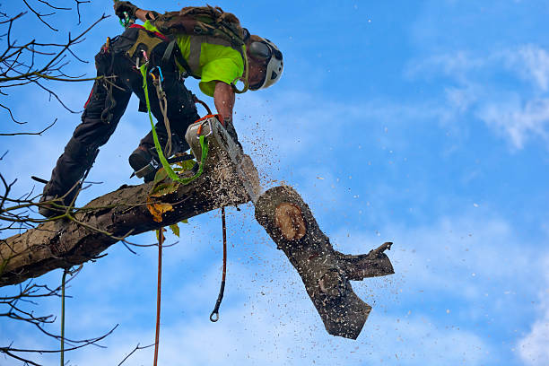 How Our Tree Care Process Works  in  Kahului, HI